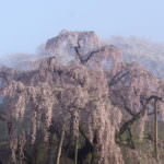 2062555-usubeninosatomiharu