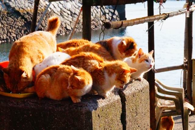 เกาะ แมว ญี่ปุ่น : เกาะอาโอชิมะ จังหวัดเอฮิเมะ (Aoshima, Ehime)