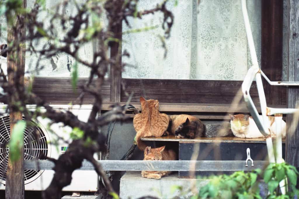 สถานที่ที่มี แมว ใน ญี่ปุ่น : เกาะโอกิจิมะ จังหวัดคางาวะ (Okijima, Kagawa)