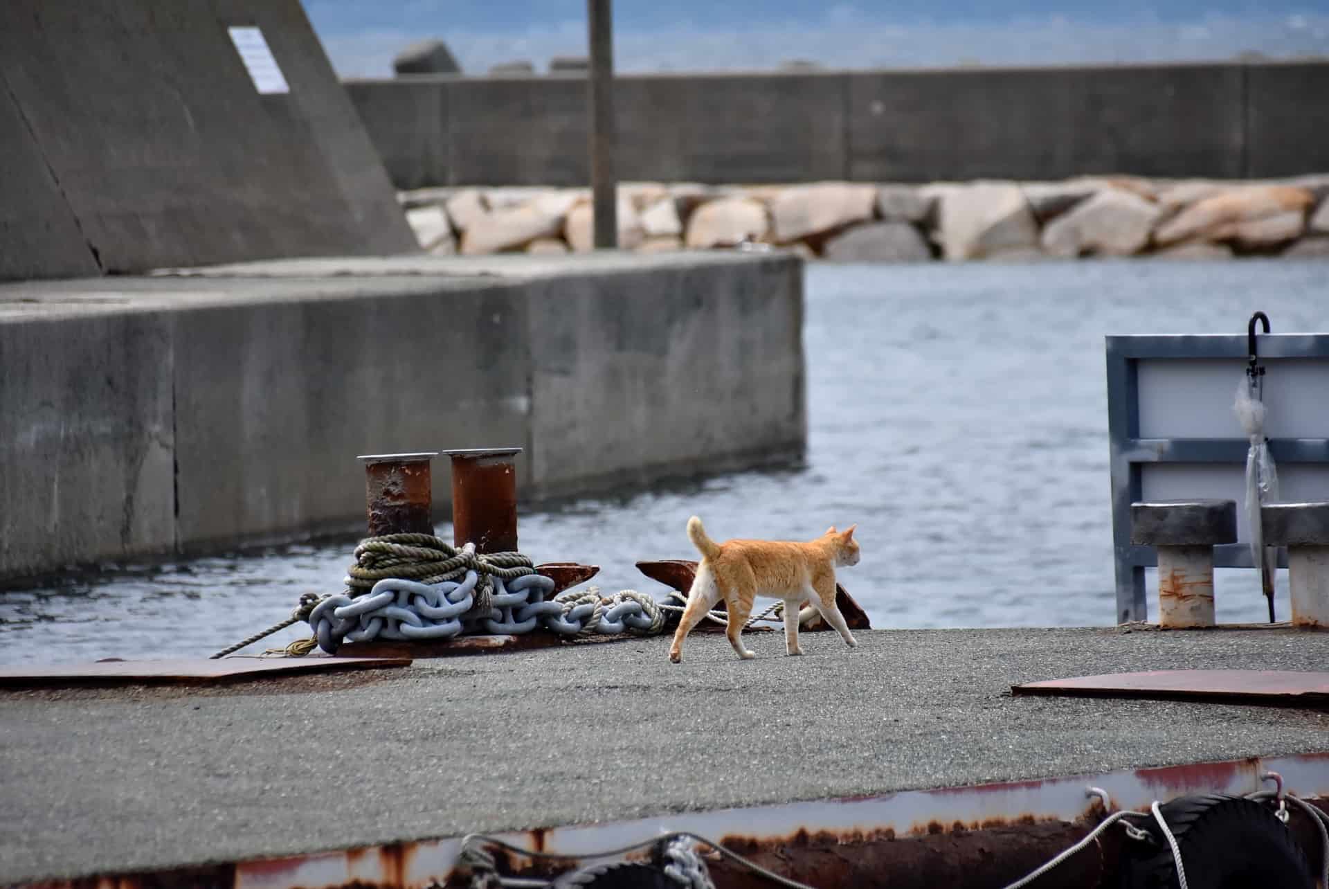 เกาะแมวที่ญี่ปุ่น : เกาะอาโอชิมะ จังหวัดเอฮิเมะ