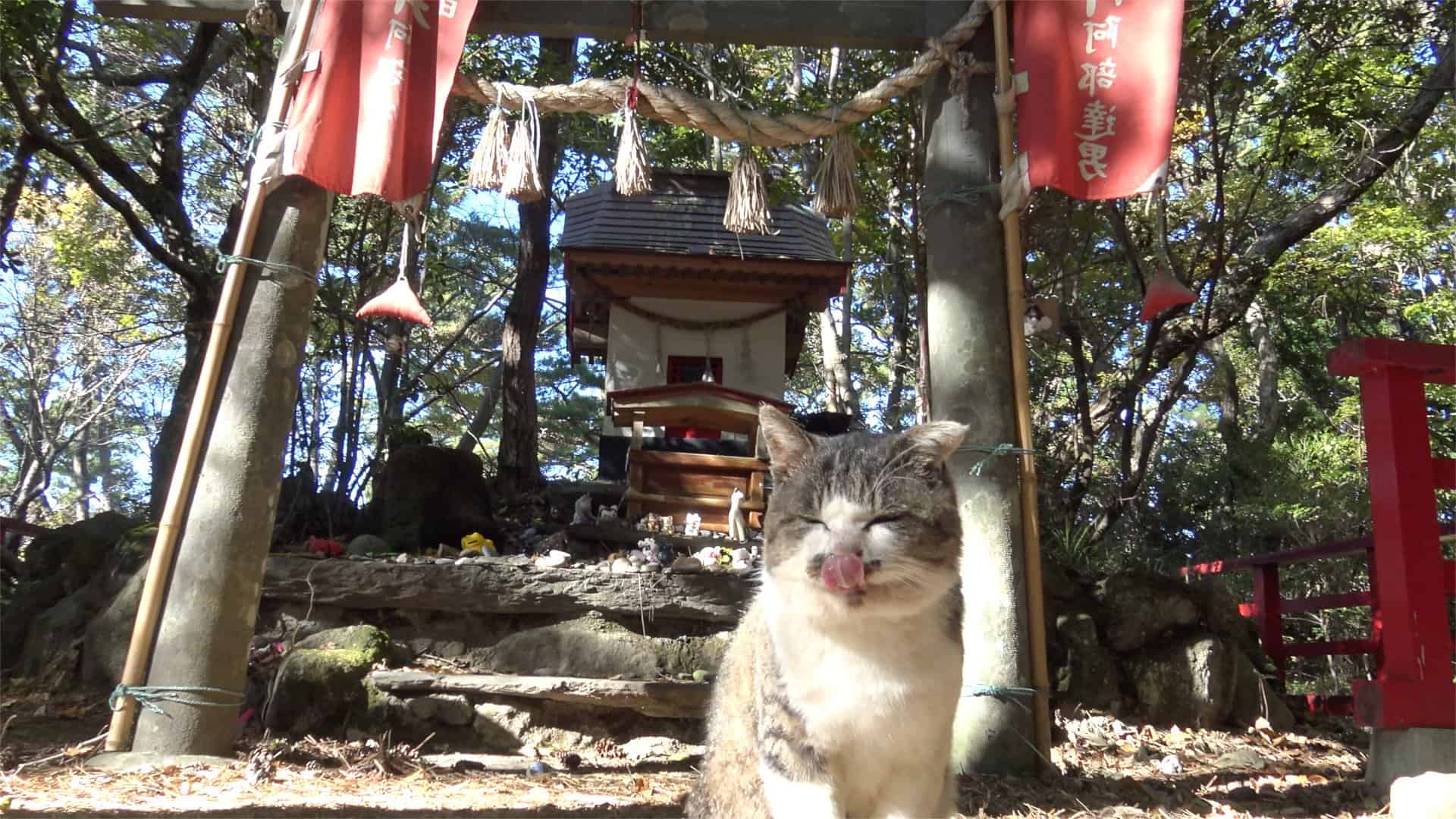 สถานที่ที่มี แมว ใน ญี่ปุ่น