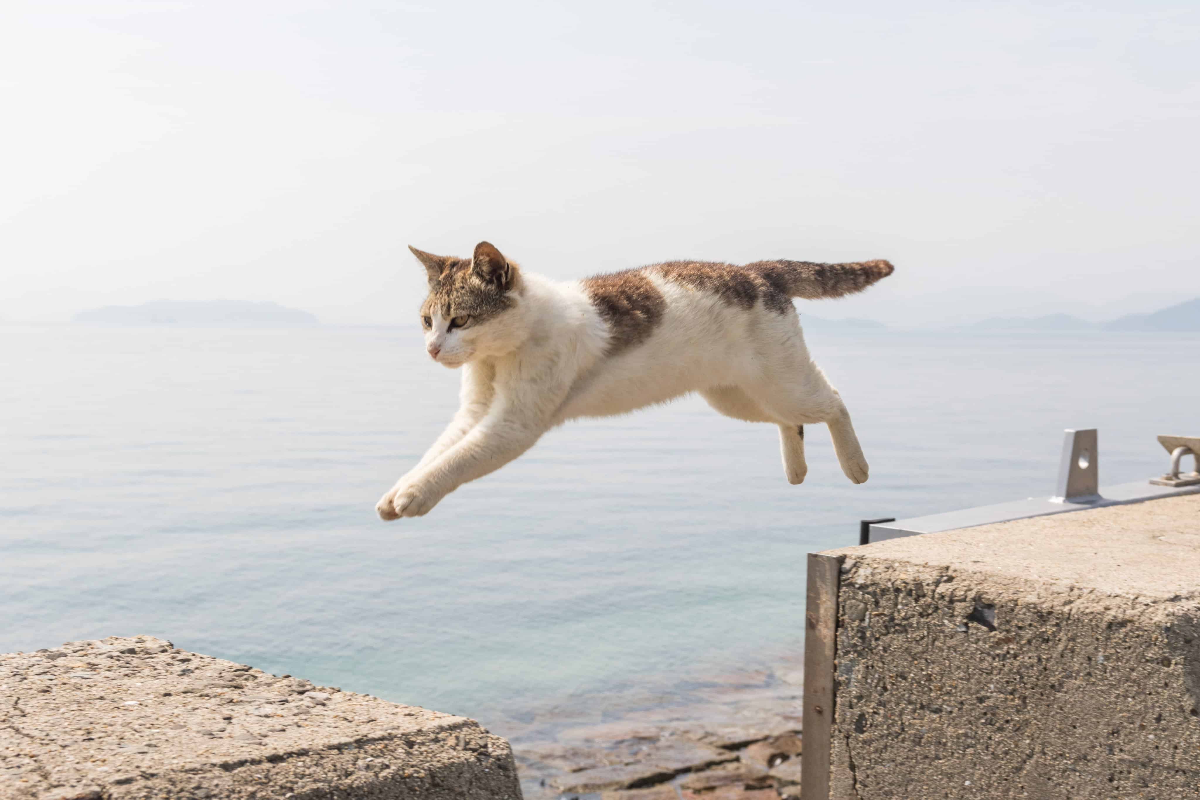 เกาะ แมว ญี่ปุ่น : เกาะซานากิจิมะ จังหวัดคางาวะ (Sanagijima, Kagawa)
