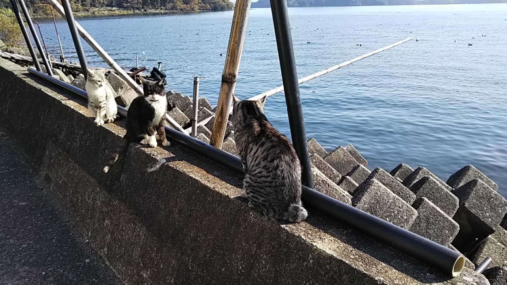 เกาะ แมว ญี่ปุ่น : เกาะโอคิชิมะ จังหวัดชิกะ