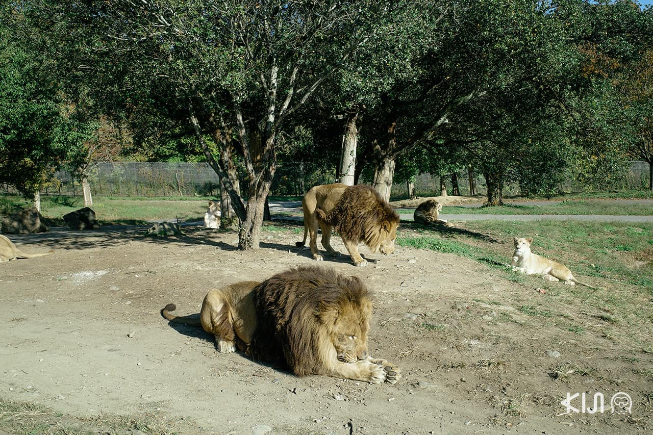 โซน Safari Park ใน Himeji Central Park