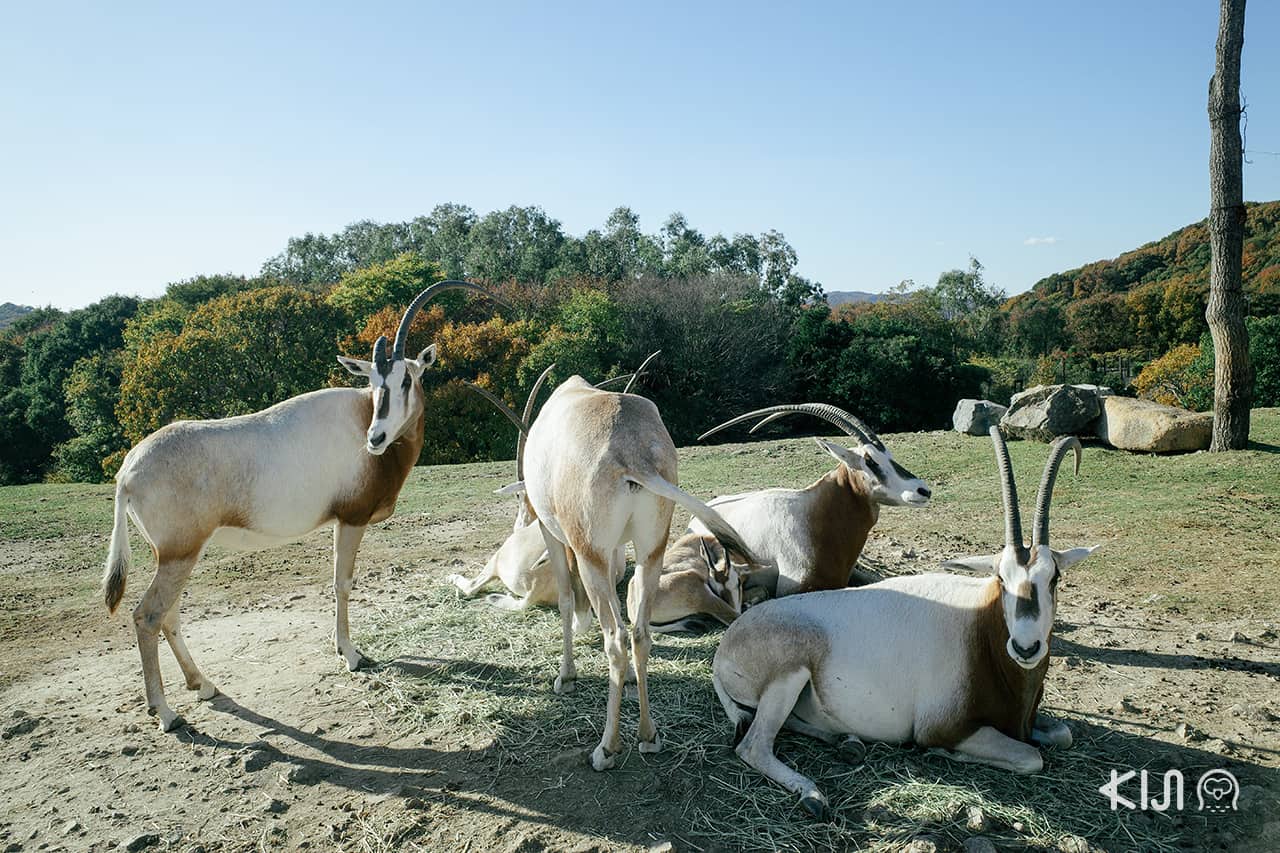 Himeji Central Park - Safari Park