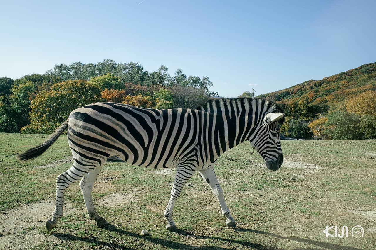 เที่ยวฮิเมจิ ที่ Himeji Central Park