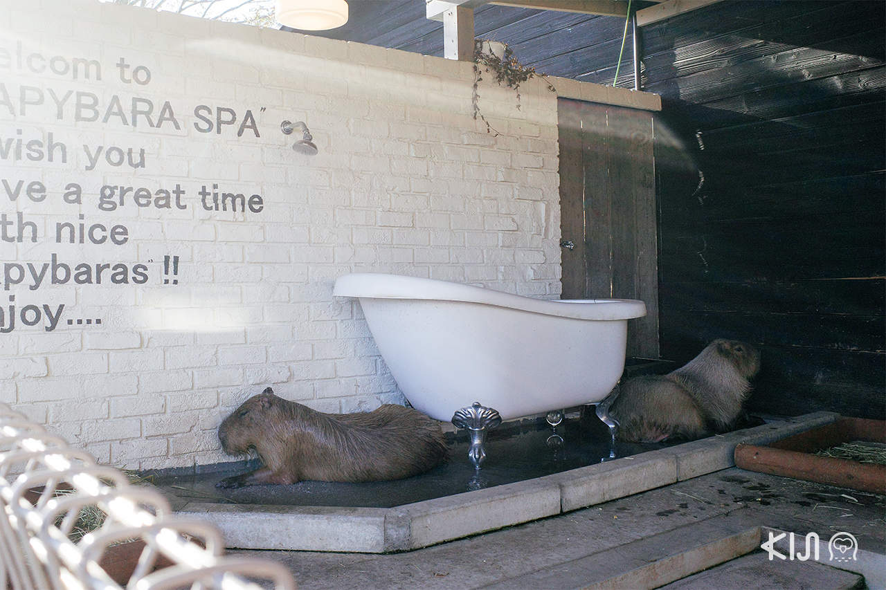 Capybara Garden , Hyogo