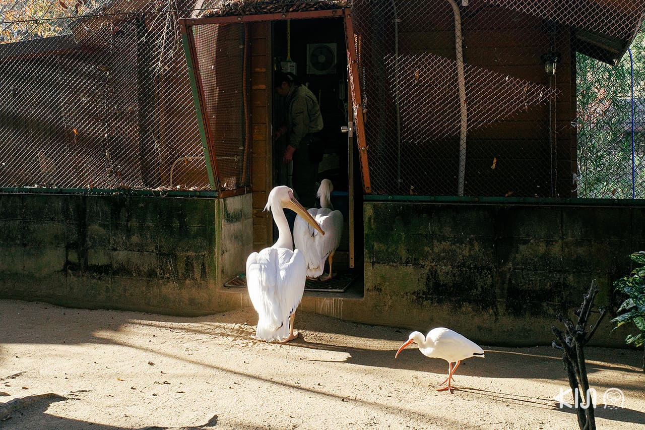 Himeji Central Park - โซน Flying Cage