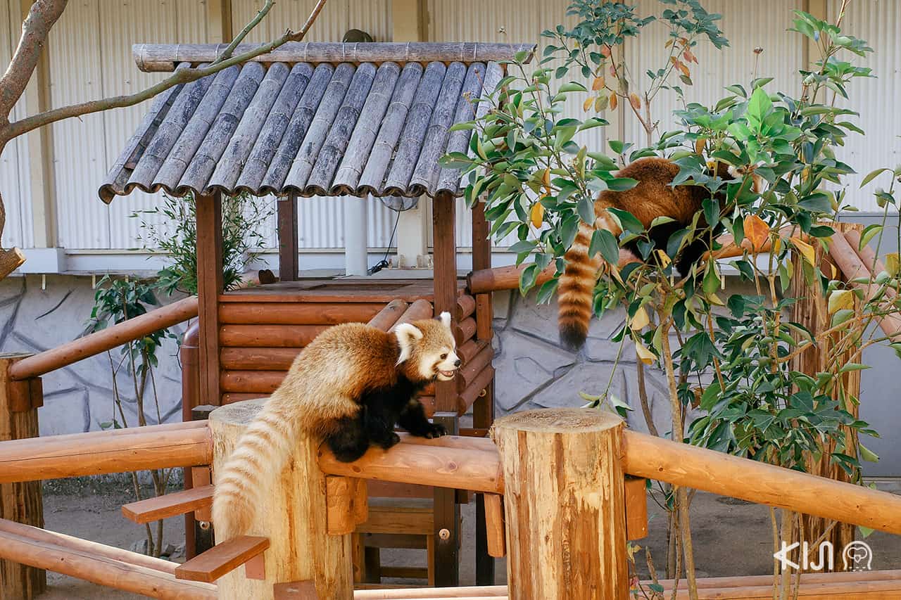 สัตว์น้อยน่ารักที่ Himeji Central Park