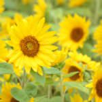 c368753e1143e45de113e1c2cbb72364_m