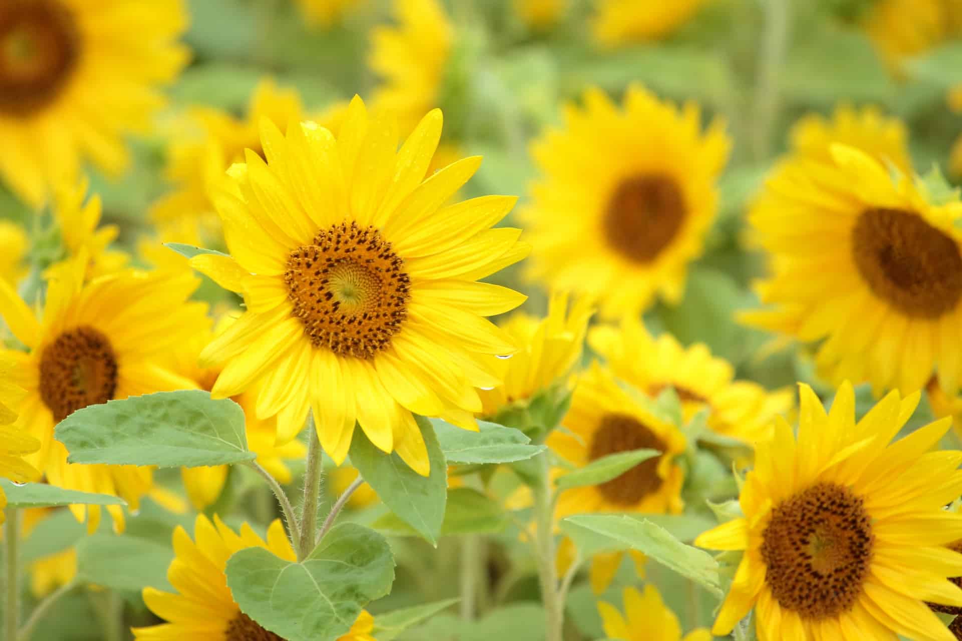 Midori no Sato Chiba