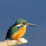 gallery-kawasemi-main@2x