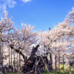 hanami_jindai-sakura1