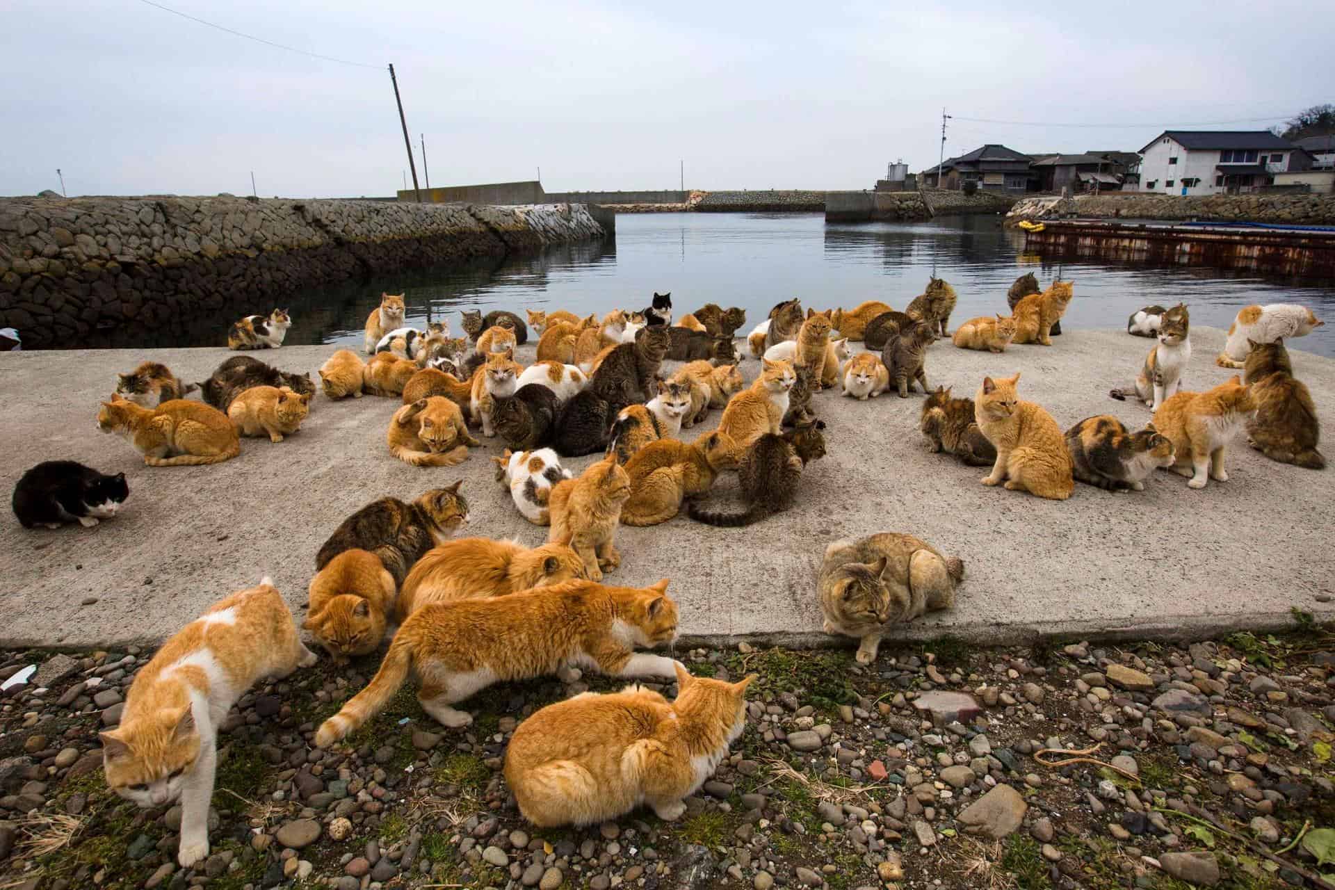 เกาะ แมว ญี่ปุ่น : เกาะทาชิโรจิมะ จังหวัดมิยากิ (Tashirojima, Miyagi)