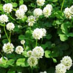 shirotsumekusa-2000×1500