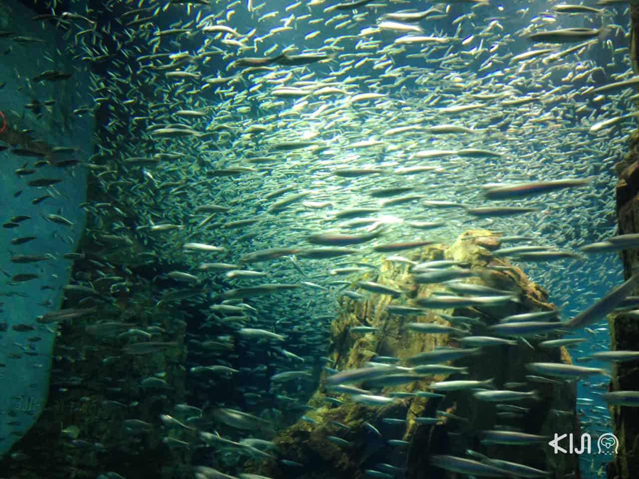 Kaiyukan ที่เที่ยวโอซาก้า สำหรับ เด็ก