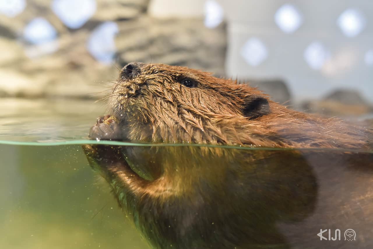 NIFREL Aquazoo อควาเรียมสุดล้ำ ที่เที่ยวโอซาก้า ที่ถูกใจทั้งผู้ใหญ่และ เด็ก 