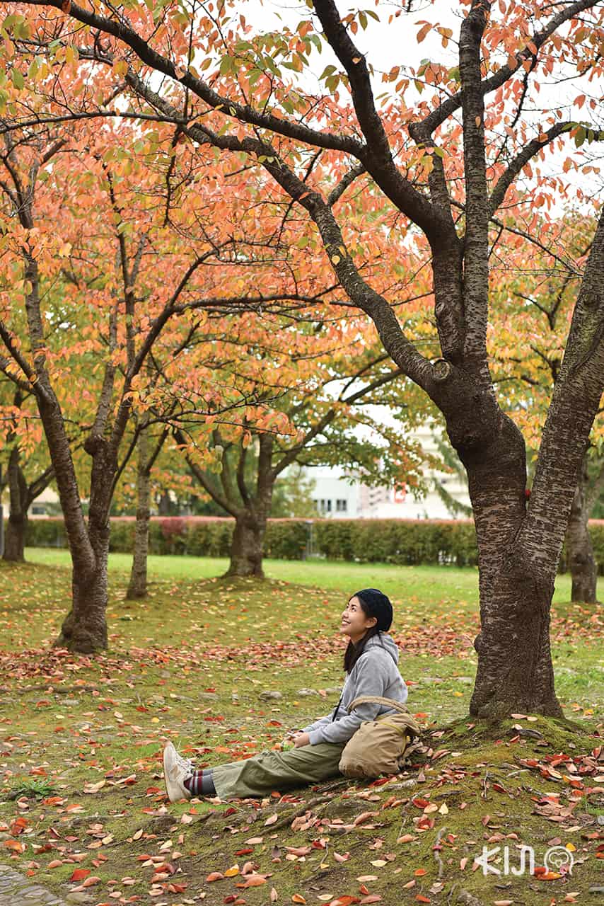 ทริปโทโฮคุฉบับ Sendai และ Morioka