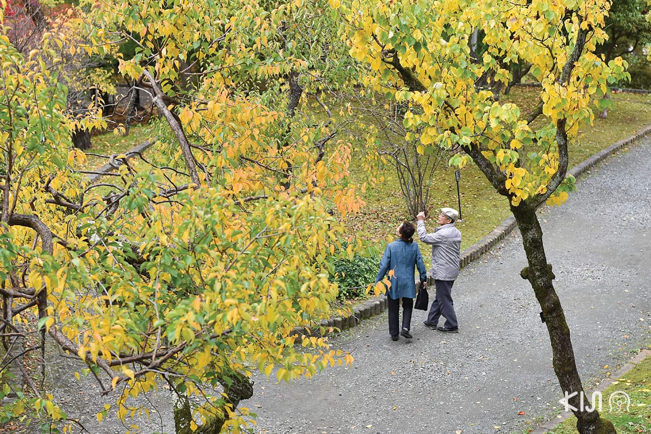 Morioka Castle Site Park ที่คนนิยมเดินทางมาในฤดูใบไม้ร่วง