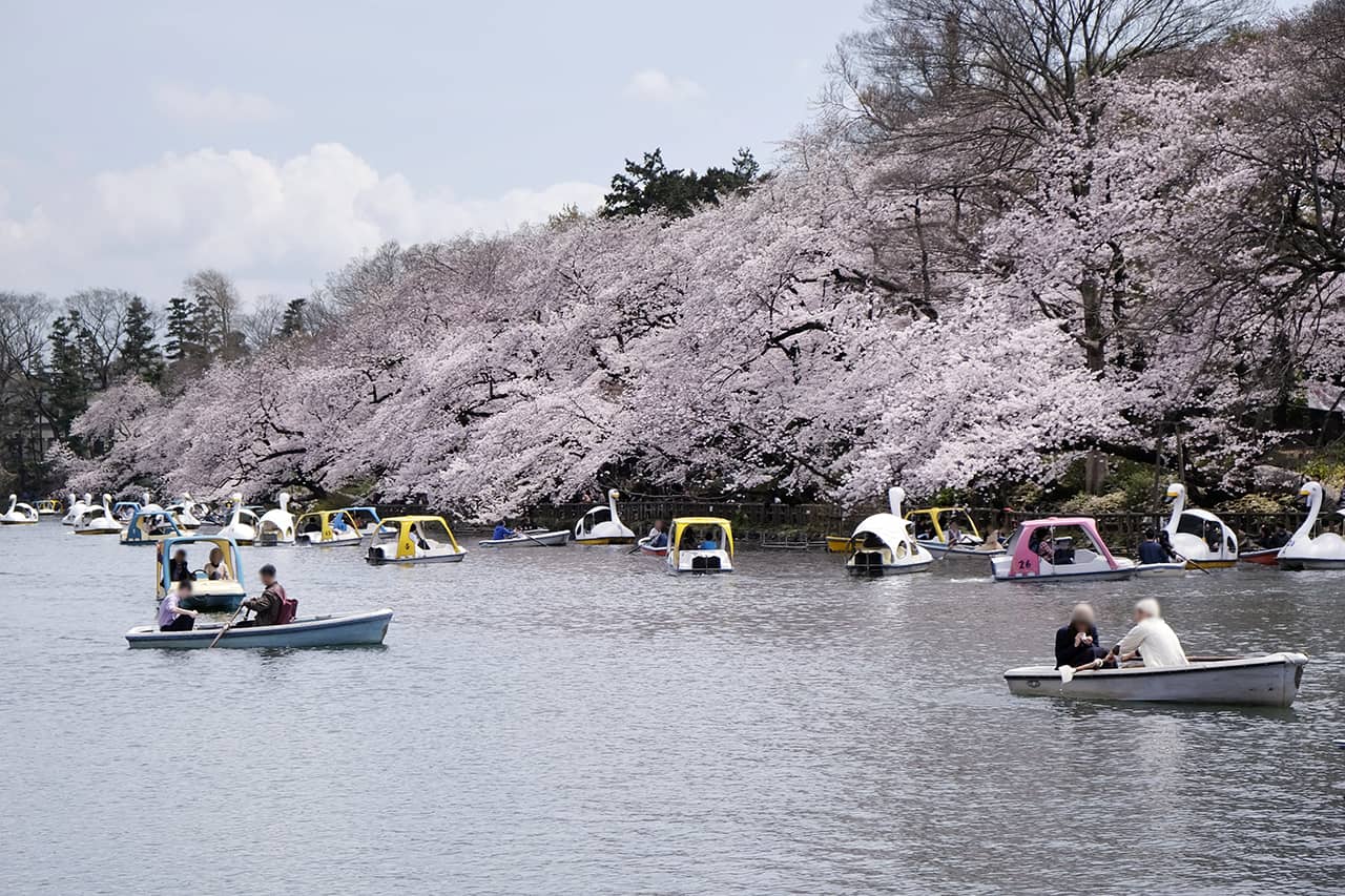 วิวซากุระจากสวนอิโนะคาชิระเมื่อมองจาก Pepa Cafe Forest