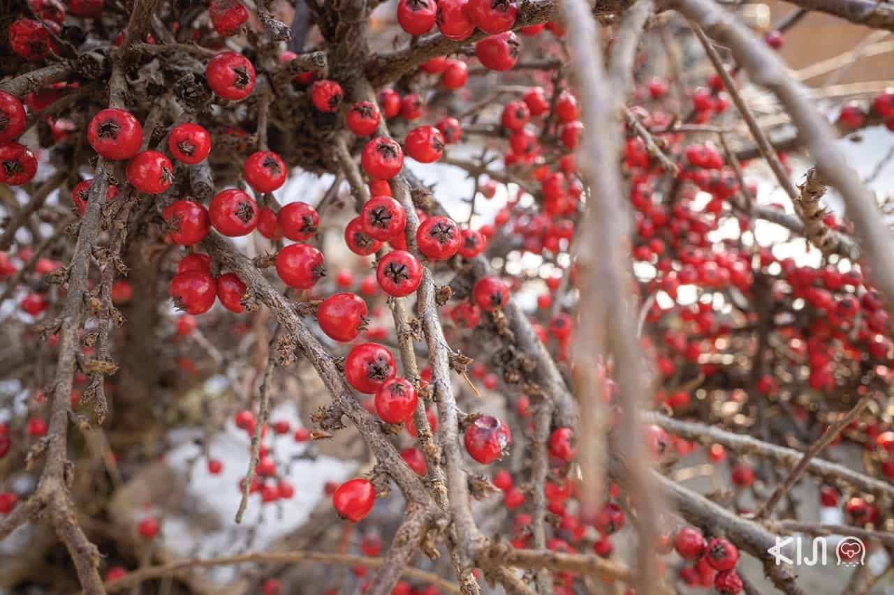 โหมด Macro จากกล้อง Ricoh GR III