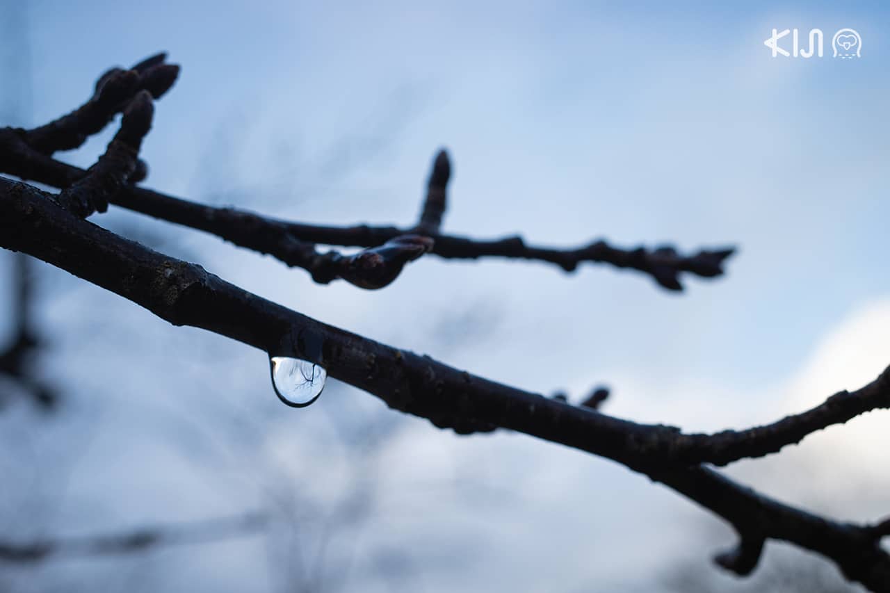 โหมด Macro จากกล้อง Ricoh GR III