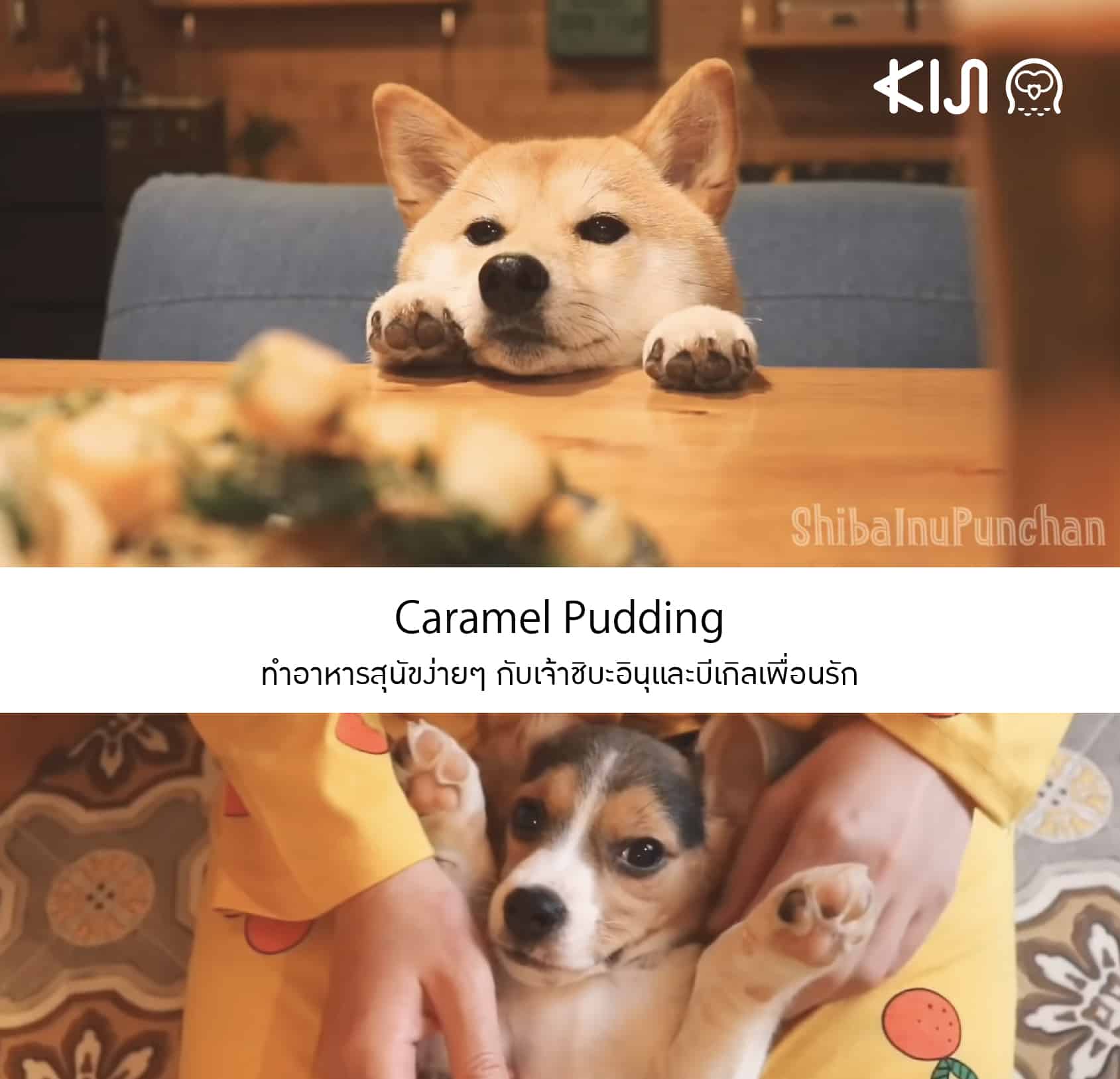 Caramel Pudding ยูทูปเบอร์ญี่ปุุ่น ที่มีความสุขกับการทำอาหารสุนัขง่ายๆ ให้เจ้าชิบะอินุและบีเกิลเพื่อนรัก