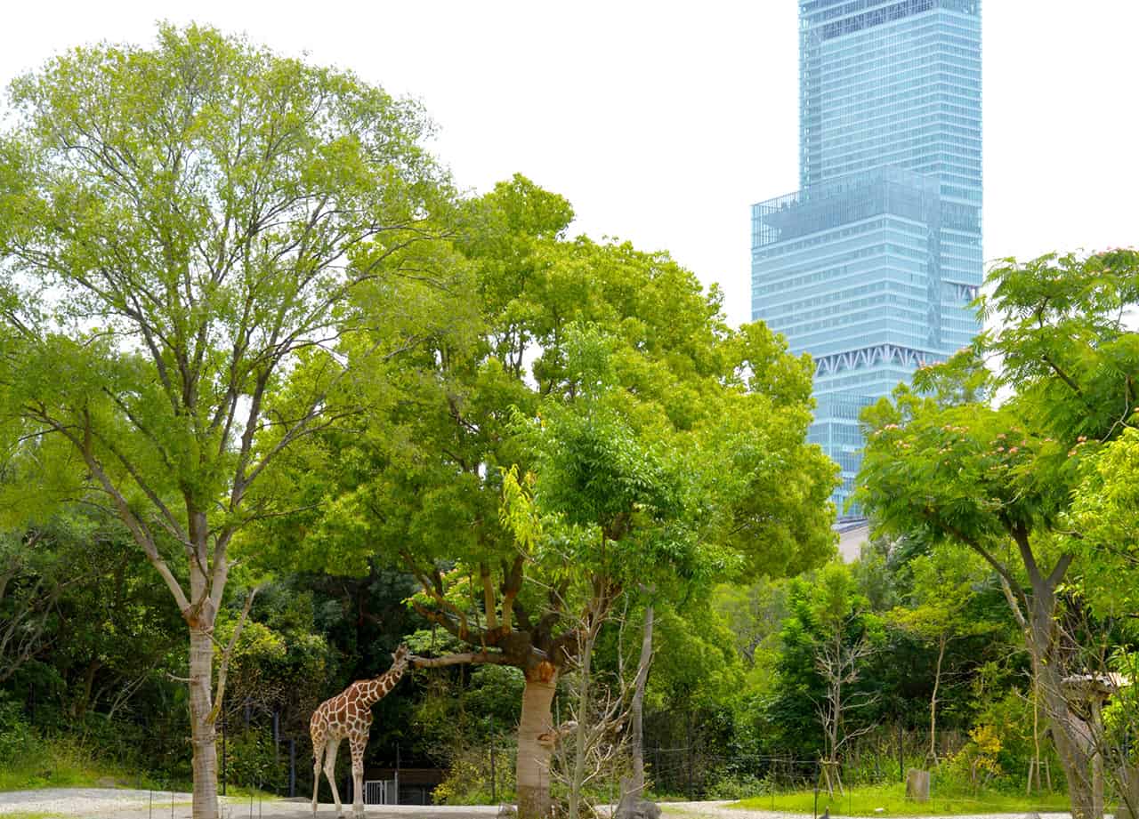 Tennoji Zoo ที่เที่ยวโอซาก้า ที่เหมาะกับการเรียนรู้ของ เด็ก