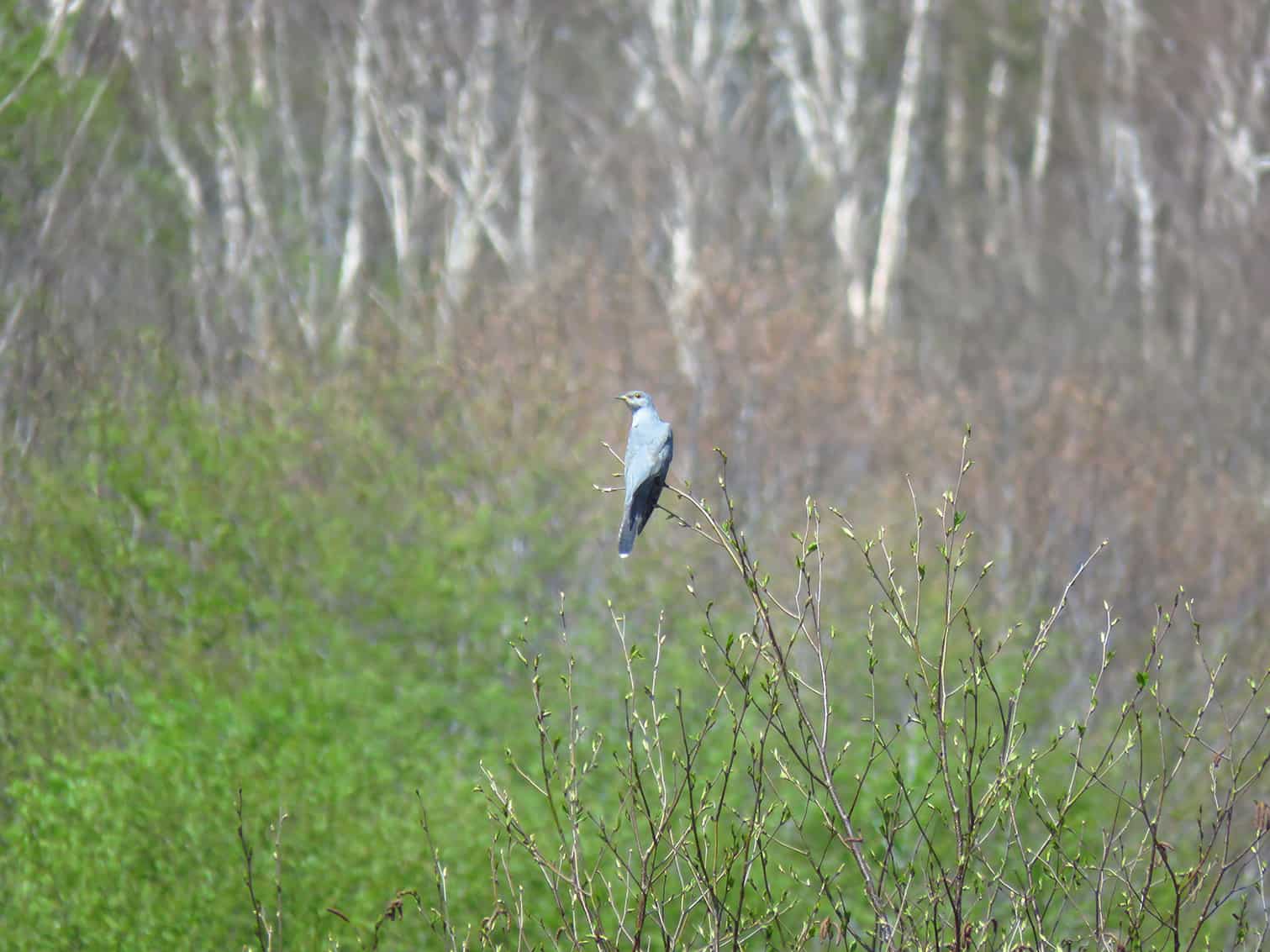 บรรดาสัตว์ป่า นกป่า ที่จะเห็นเมื่อนั่งกระเช้า Naeba Dragondola