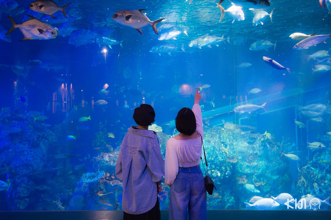 เที่ยว มิเอะ : Toba Aquarium