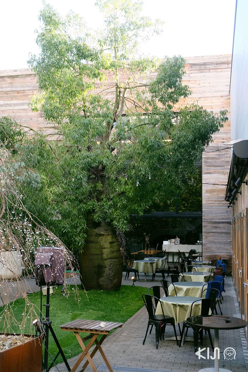 ต้นมะกอก 500 ปีของ Yoyogi Village