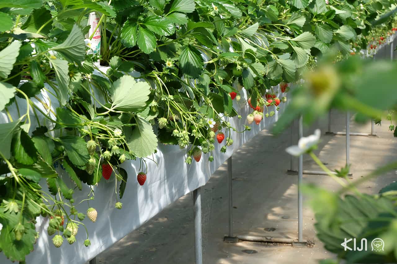 เที่ยว มิเอะ : เก็บสตรอว์เบอร์รีที่ Tsujiguchi Farm