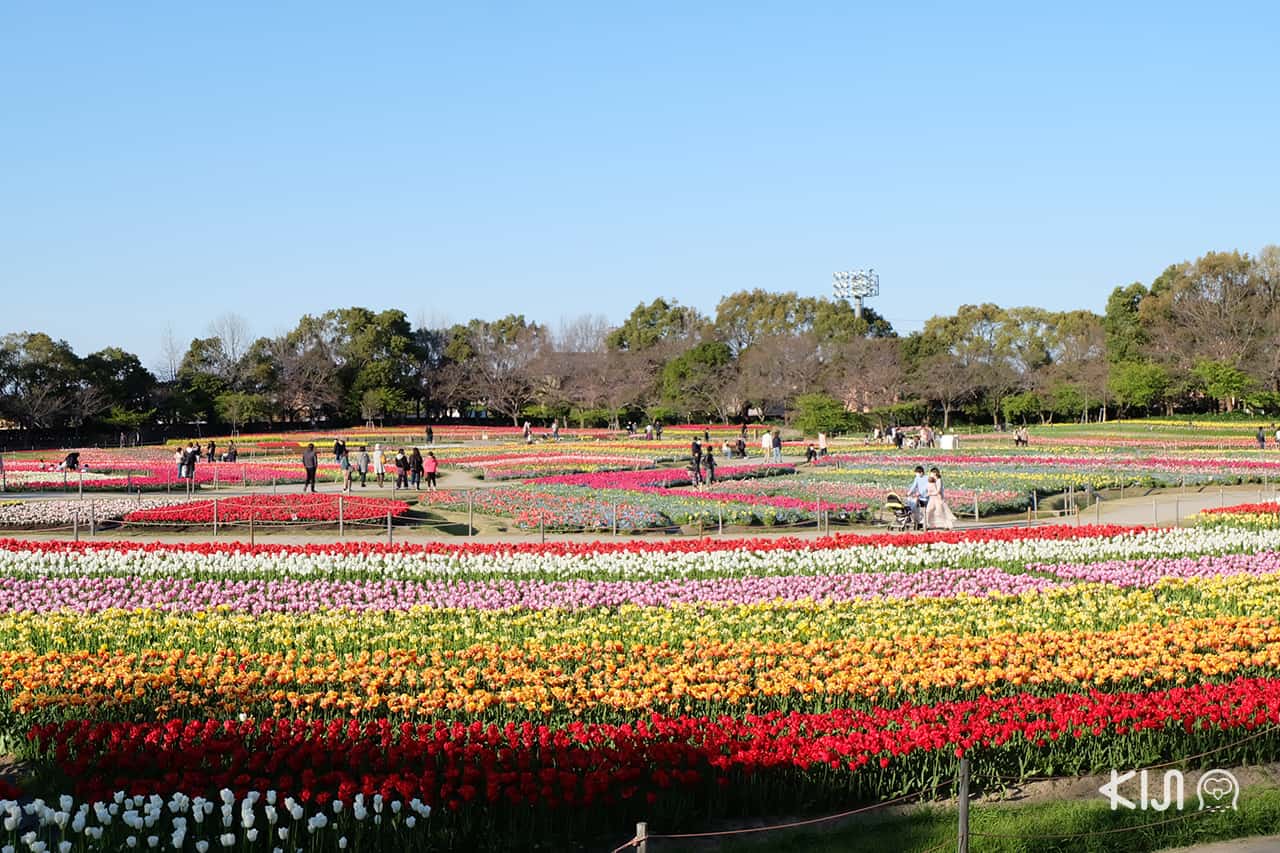 แวะชมทุ่งดอกไม้ทิวลิปในทริป เที่ยว มิเอะ