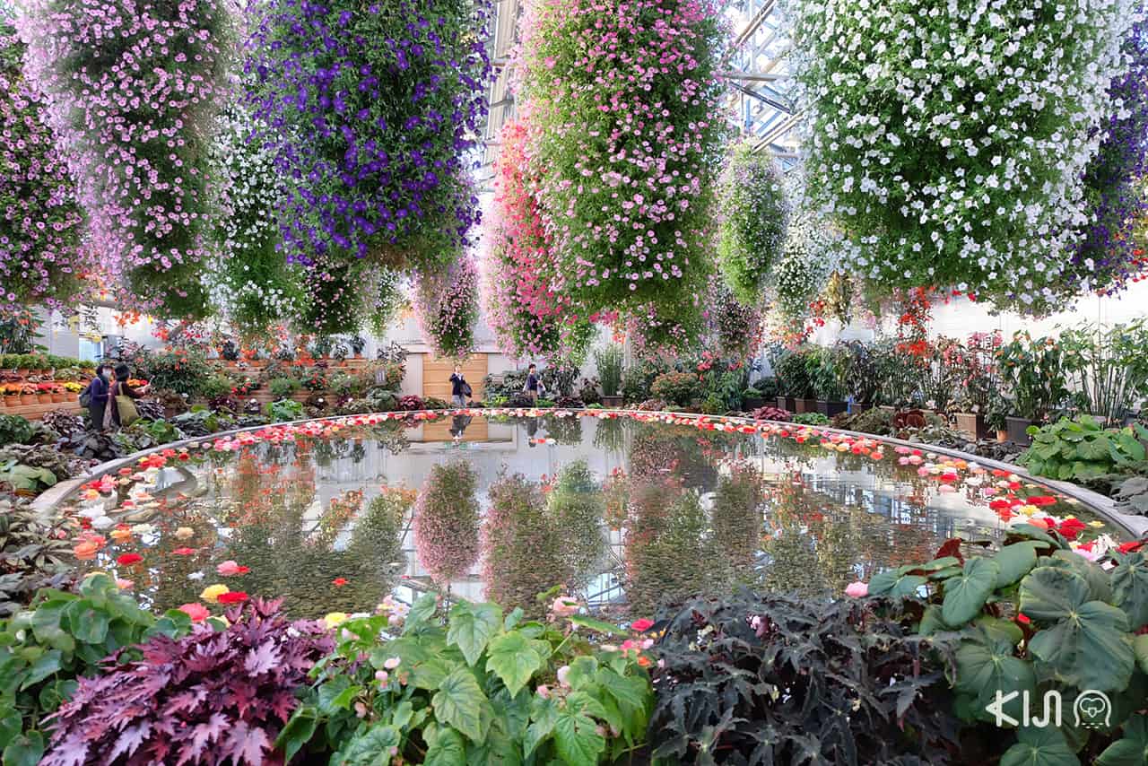 ทริป เที่ยว มิเอะ : ภายในสวน Begonia Garden