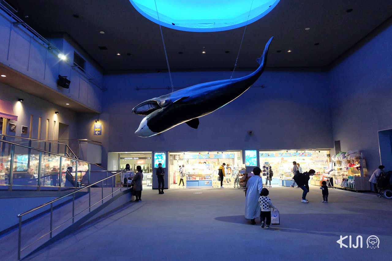 เที่ยว พิพิธภัณฑ์สัตว์น้ำที่ถือว่าเป็นพระเอกของจังหวัด มิเอะ 