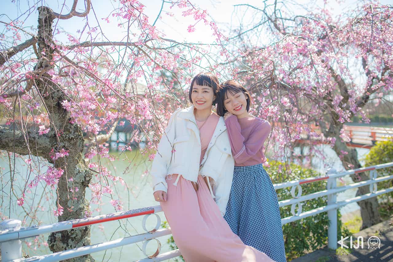 เที่ยว มิเอะ พร้อมชมซากุระที่ Kyuka Park