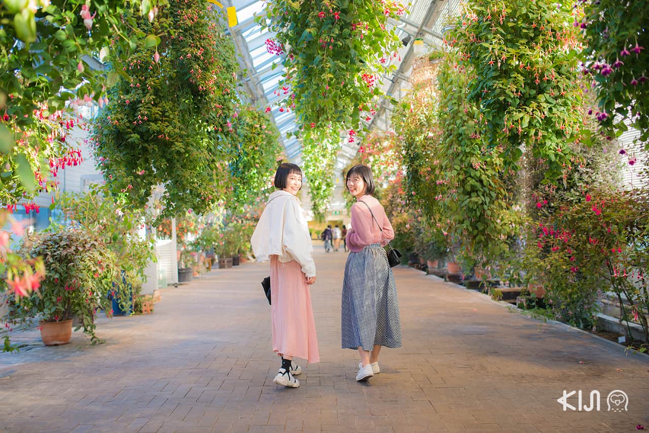 เที่ยว มิเอะ ที่ Begonia Garden