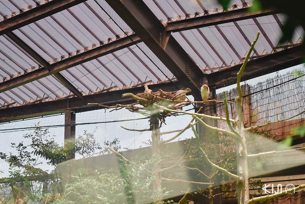 ศูนย์อนุรักษ์นกโทคิ (Toki) บน เกาะซาโดะ นกหายากที่เคยสูญพันธุ์ไปแล้วในญี่ปุ่น