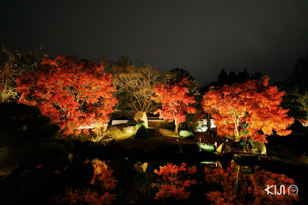 สวนสไตล์ญี่ปุ่นดั้งเดิมที่ตั้งอยู่ไม่ไกลกับปราสาท ฮิเมจิ ยามกลางคืนมีไลท์อัพในฤดูใบไม้ร่วง