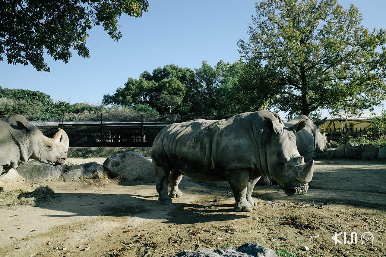 Himeji Central Safari Park เป็นสวนสัตว์เปิดที่มีการเข้าชมหลายแบบทั้งขับรถเข้าไปเองหรือนั่งรสบัสซาฟารีในเมือง ฮิเมจิ