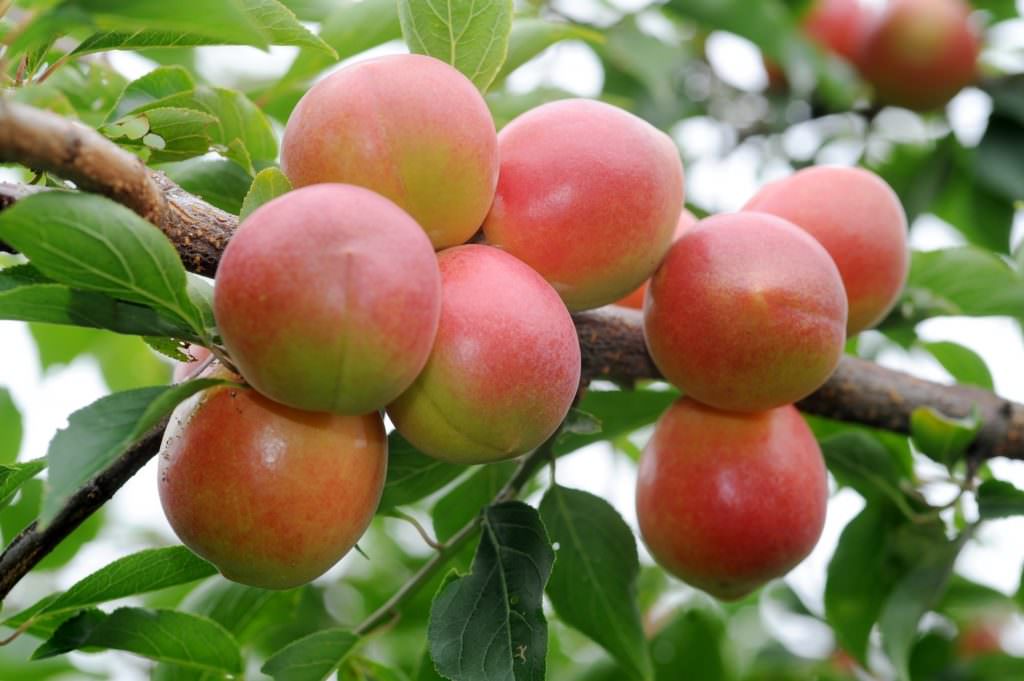 พลัมพันธุ์สึยุอาคาเนะ (Tsuyu Akane) ที่ใช้ทำเจลลี่ Shimeno