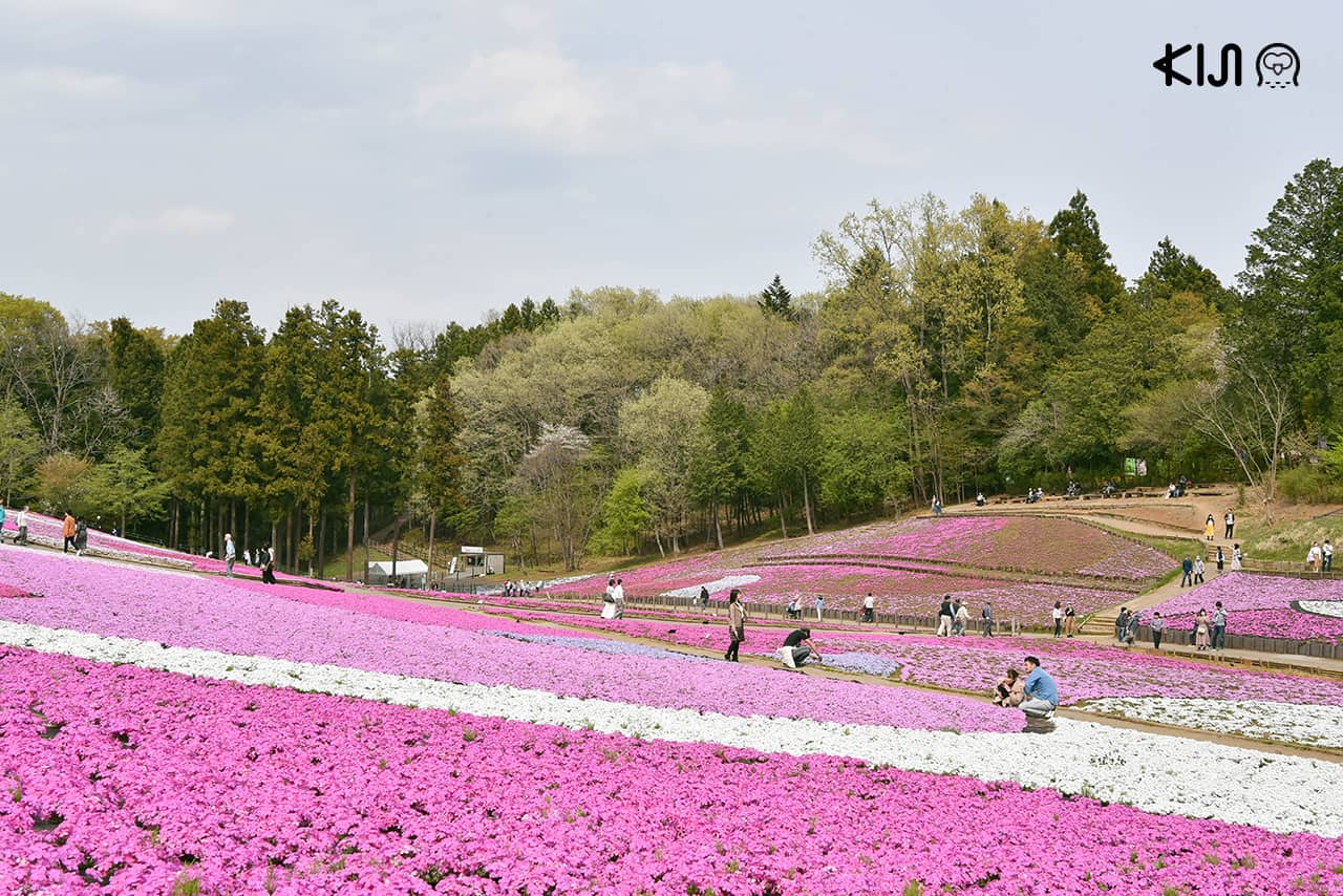 ที่เที่ยวไม่ไกลโตเกียว : สวนฮิสึจิยามะ (Hitsujiyama Park)