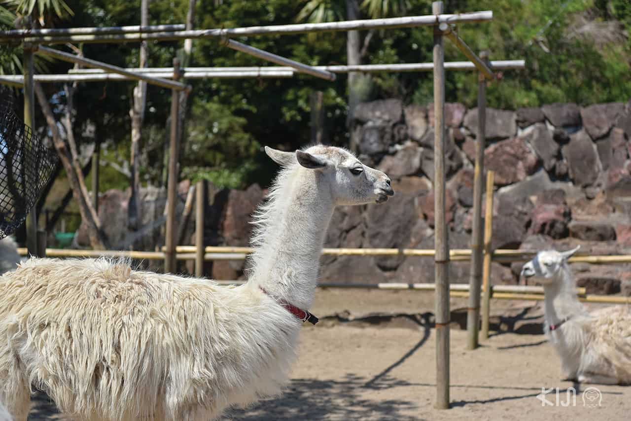 ที่เที่ยวไม่ไกลโตเกียว : สวนสัตว์อิซุชาโบเท็น (Izu Shaboten Zoo)