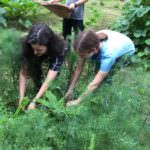 Vegetable Pick Up Kinosaki Onsen