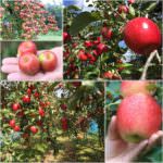 Apple in Kinosaki Onsen