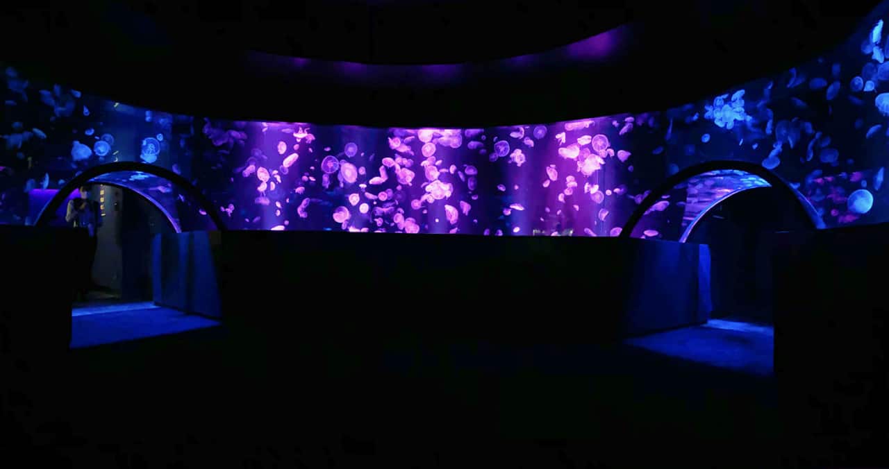 เอฟเฟกต์แสงสีในตู้แมงกะพรุนของ Kyoto Aquarium