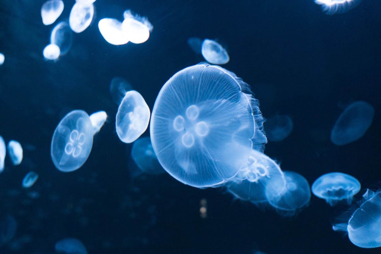 สามารถเพลิดเพลินไปกับการชมแมงกระพรุนสายพันธุ์ต่างๆ ได้ที่ Sunshine Aquarium