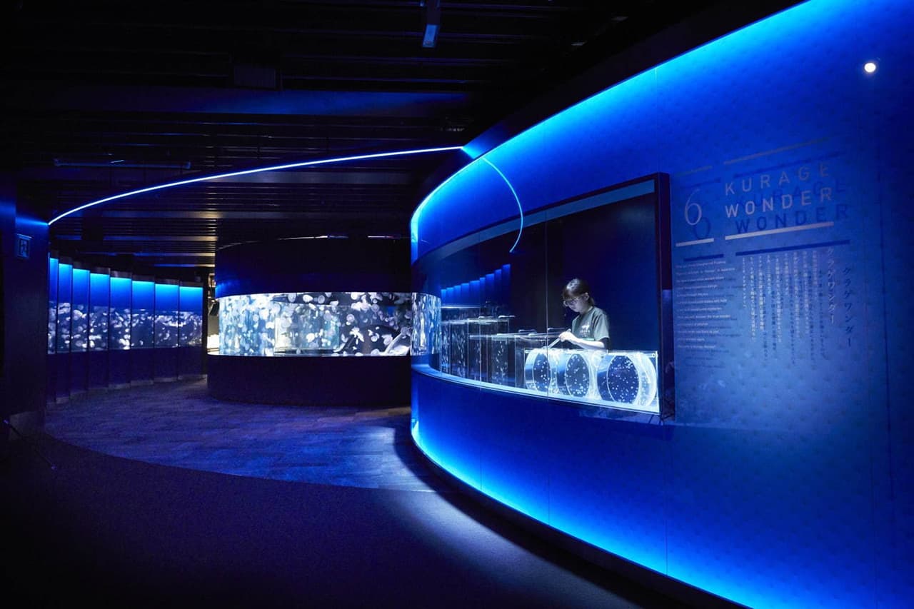 ๋Jellyfish Wonder โซนใหม่ของพิพิธภัณฑ์สัตว์น้ำเกียวโต ( Kyoto Aquarium )