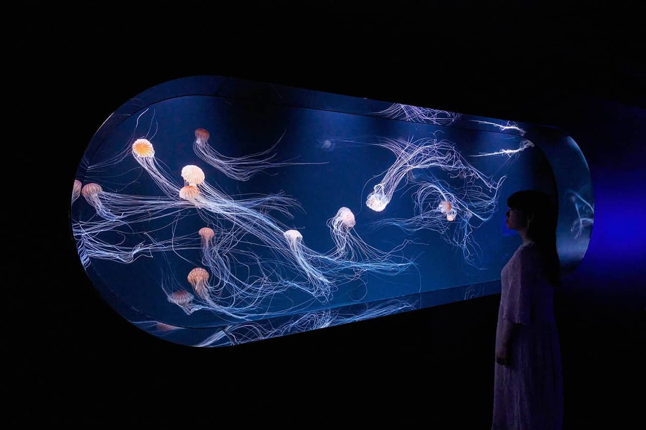 ตู้แมงกระพรุนไฟที่อยู่ระหว่างการจัดเตรียมภายใน Sunshine Aquarium