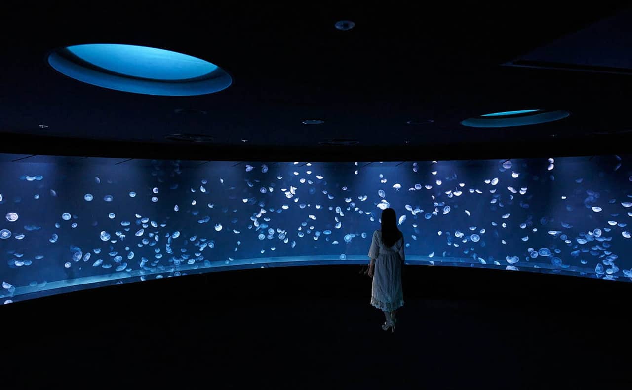 บริเวณโซน Kurage Panorma ภายใน Sunshine Aquarium